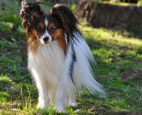 The event takes place in papillion's city park and downtown area. Road's End Papillons : Papillon Dog: NatJHA,, NatCH, IntCH Road's End Acini di Pepe