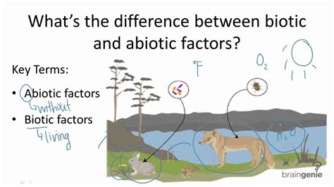 1412 Whats The Difference Between Biotic And Abiotic Factors Youtube