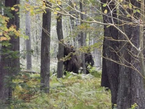 Is This Bigfoot Ambling Through The Woods We Hope So Pictures