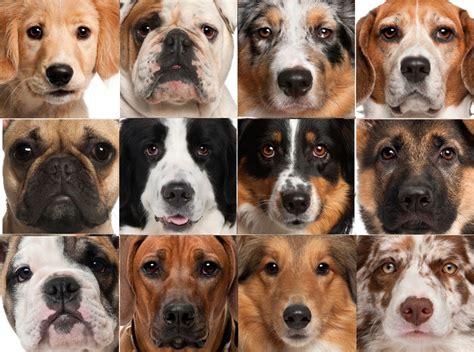 Все Породы Собак Фото И Названия Telegraph