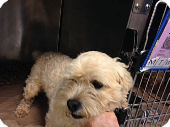 Maltese puppies for adoption, new york, new york. 1000+ images about Our Adoptable Dogs on Pinterest