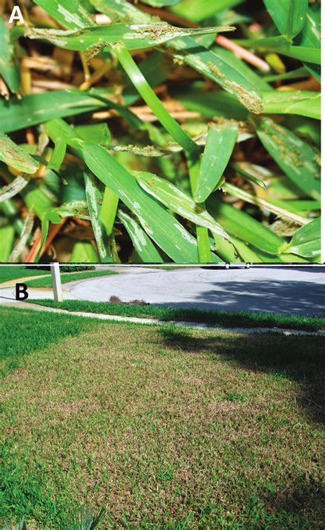 Tropical Sod Webworm Damage In St Augustinegrass Window Feeding