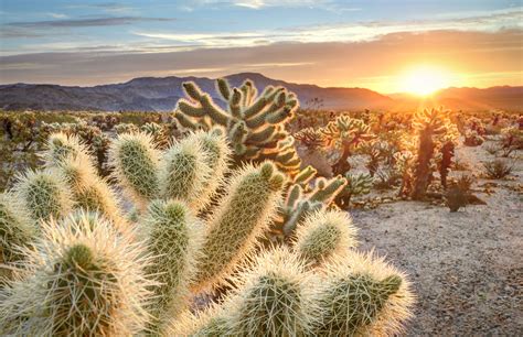 How To Plan A Perfect Trip To Joshua Tree National Park
