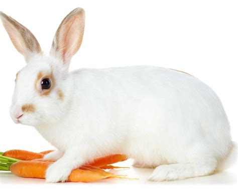 unduh 60 wallpaper white rabbit gratis terbaru posts id