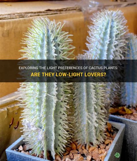 Exploring The Light Preferences Of Cactus Plants Are They Low Light