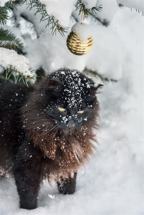 Black Cat And Christmas Tree Stock Image Image Of Design Decor