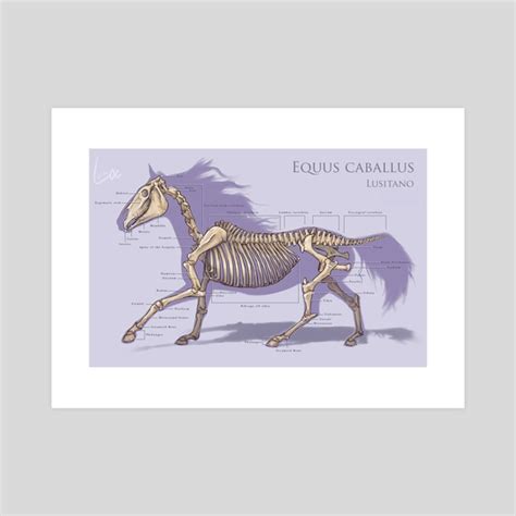 Horse Skeleton Chart An Art Print By Roselyne Lougnon Inprnt