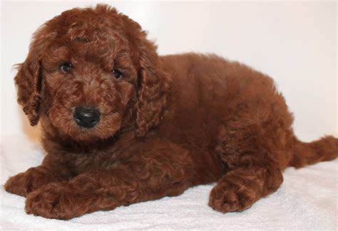 Red goldendoodles, like all goldendoodles, need daily exercise and plenty of brain games or mental stimulation. Goldendoodle Puppy Colors by Moss Creek Goldendoodles in ...