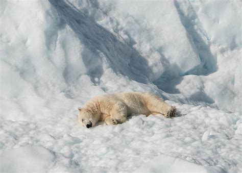 L'ours polaire est un animal carnivore. Ours Polaire Consequence Disparition - Pewter