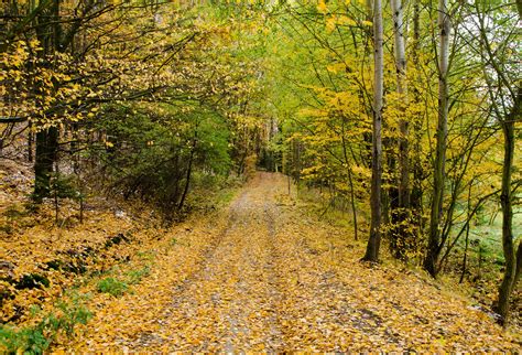 Autumn Forest Path Free Stock Photo Public Domain Pictures