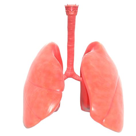 3d Asset Vr Ar Ready Human Lungs Cgtrader