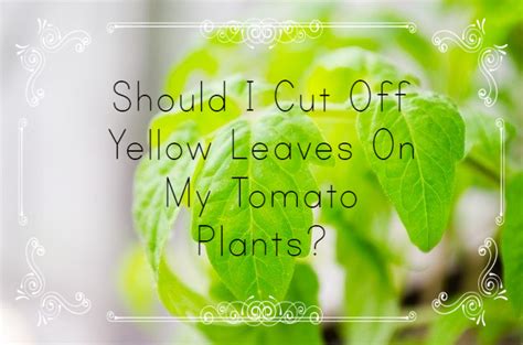 Should I Cut Off Yellow Leaves On Tomato Plants Growing Tomatoes
