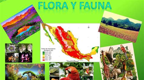 Flora Y Fauna Silvestre Draadela Mendoza Youtube