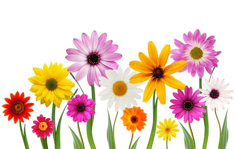 Free Stock Photo Spring Flowers The Shutterstock Blog