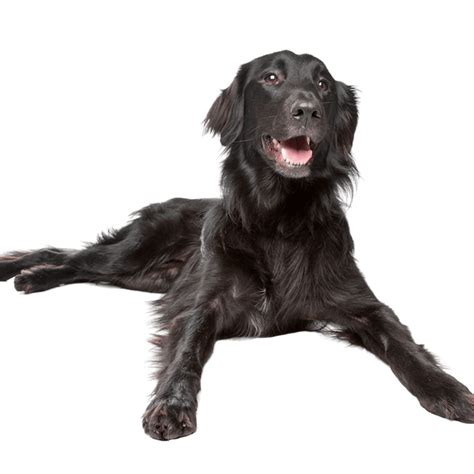 Flat Coated Retriever Charakter And Haltung Hunderasse Bilder Dogbible