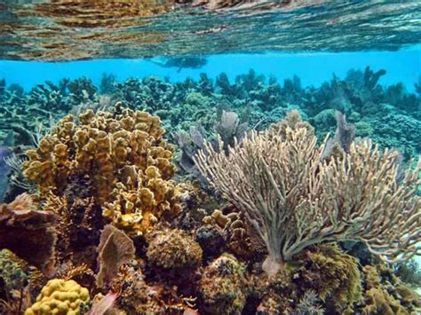 Most Impressive Coral Reefs Ambergris Caye Belize Message Board