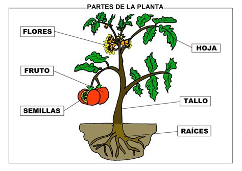 El Monstruito En Monteagudo Las Plantas I Partes De La Planta