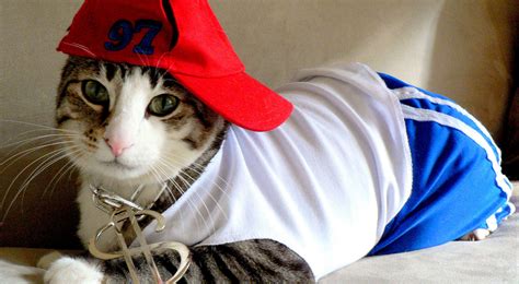 10 Cats Who Hate Their Halloween Costumes