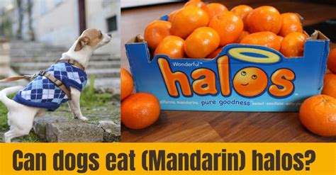 Switching dog food cold turkey may not seem difficult for some dogs, but a thoughtful and gradual food transition can help your dog avoid any side effects of switching, like diarrhea or stomach upset. Can dogs eat halos? Benefits-Side Effects-Serving ideas