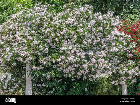 White Nerium Oleander Tree Stock Photo Alamy