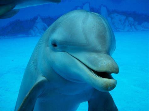 Cute Dolphin Wallpapers Wallpaper Cave
