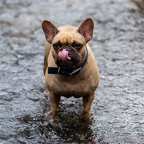French Bulldog Health Issues Uk Why You Shouldn T Buy A French