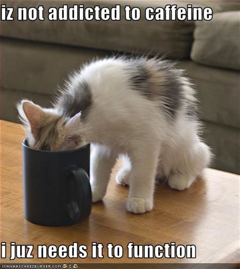 Funny Pictures Cat Loves Coffee