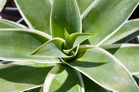 Plant agave ray of light in full sun or shade. Agave attenuata 'Ray of Light' | Agave attenuata