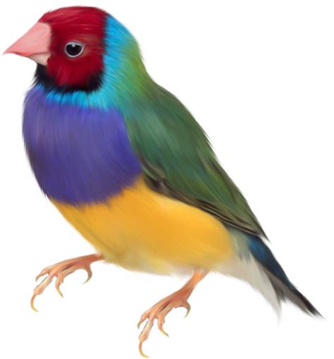 Finch Bird Png Photos Png All