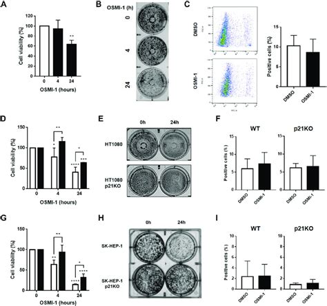 Ogt Inhibition Decreases Cell Proliferation Without Inducing Cell Death