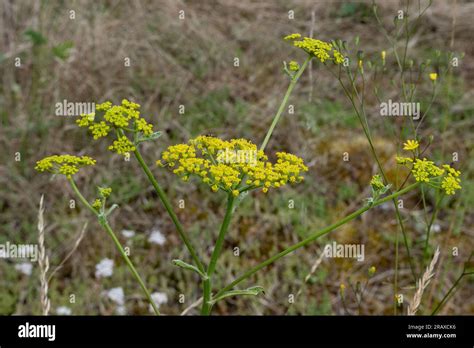 Wild Parsnip Pastinaca Sativa Warwickshire Uk Stock Photo Alamy