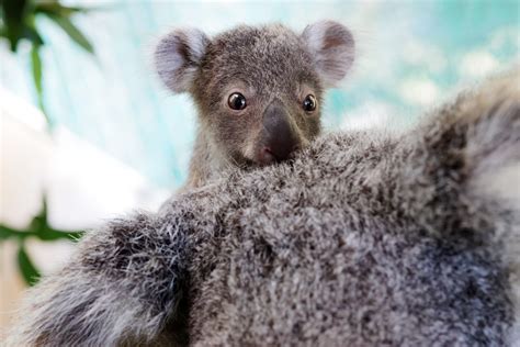 Koala Joey With Blind Mum Gets A Second Chance After Being Rescued