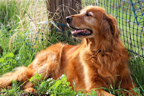 The golden retriever, an exuberant scottish gundog of great beauty, stands among america's most popular dog breeds. Free Images : outdoor, play, animal, cute, canine, pet, golden retriever, happy, happiness ...