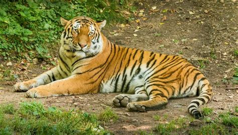 Royal Bengal Tiger Information In