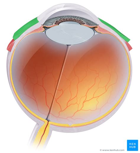 Lacrimal Apparatus Anatomy Parts Function Clinical Kenhub