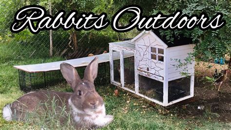Keeping Rabbits Safe And Happy Outdoors Youtube