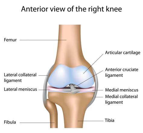 What Is The Medial Meniscus With Pictures