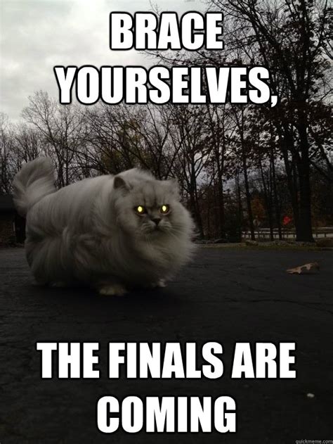 Cat Memes To Get You Through Finals