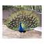 Peacock Wallpaper Bird Wallpapers  Desktop Backgrounds