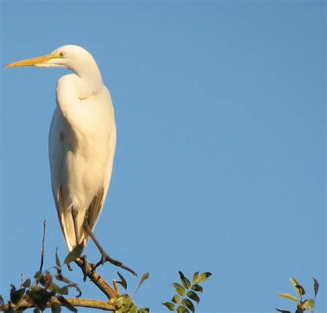 Information About Whitebirdintree On Herons And Egrets Davis