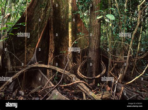 Rainforest Biodiversity South America Hi Res Stock Photography And