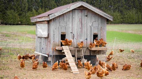 Come Avviare Un Allevamento Domestico Di Galline