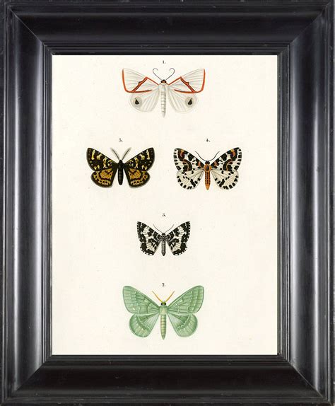 Beautiful Print Based On Antique Buttefly Print From 1849 By Oudart D
