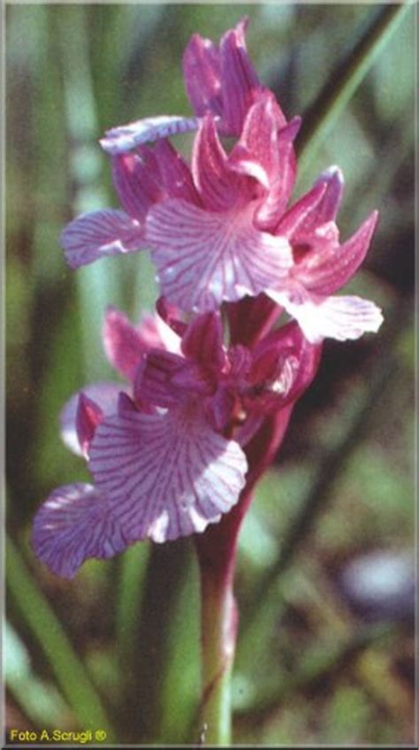 Per domande, dubbi o chiarimenti lasciate un commento sotto al video oppure contattatemi su: Il fiore delle orchidee - Isola Sarda - Sardegna - Italia