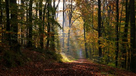 Dry Autumn Leaves Alley Path Trees Forest Sunlight Rays Scenery Nature