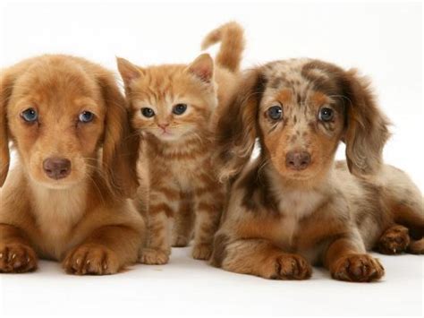Griffon puppies with different haircuts. 'Miniature Long-Haired Dachshund Puppies with British ...