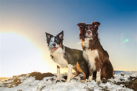 11 Things Only Border Collie Owners Understand