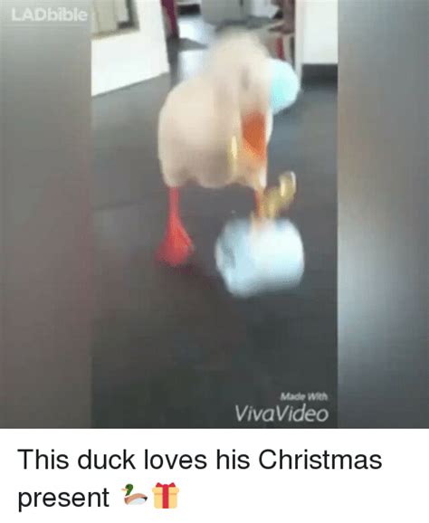 Ladbible Made With Viva Video This Duck Loves His Christmas Present 🦆🎁