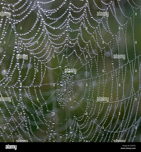 Spider Web Morning Dew Water Hi Res Stock Photography And Images Alamy
