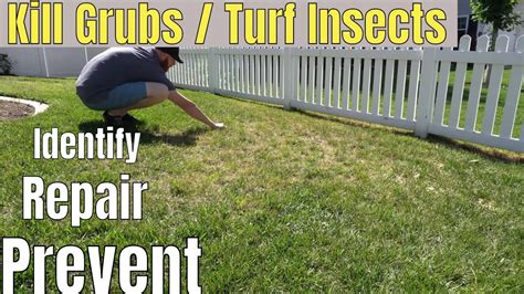 How To Get Rid Of Lawn Grubs Turf Insects In 4 Easy Steps YouTube